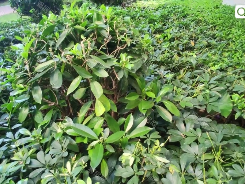 深圳怀德峰景南园小区信息图片21