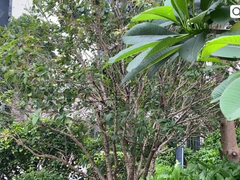 深圳金地龙城中央小区信息图片27